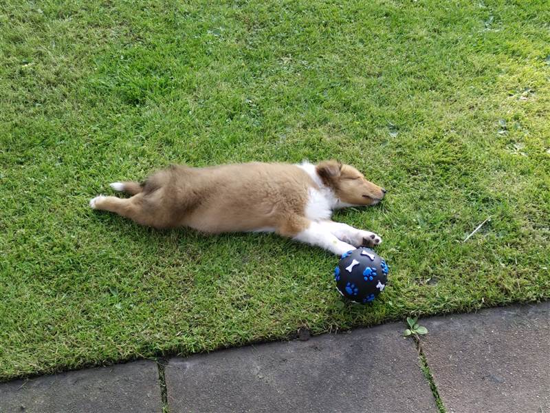 Hund schläft neben seinem Spielgerät