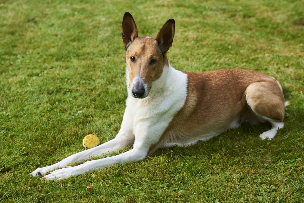 Kurzhaar Collie Wesen Charakter Und Mehr Collie Fans De