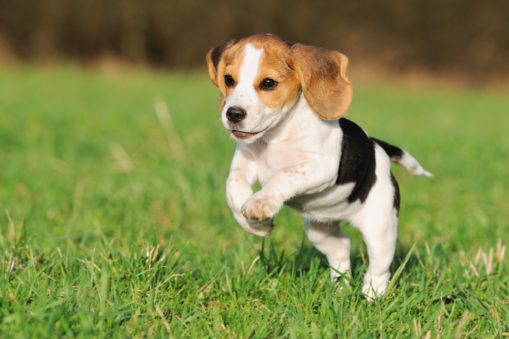 Beagle Welpen