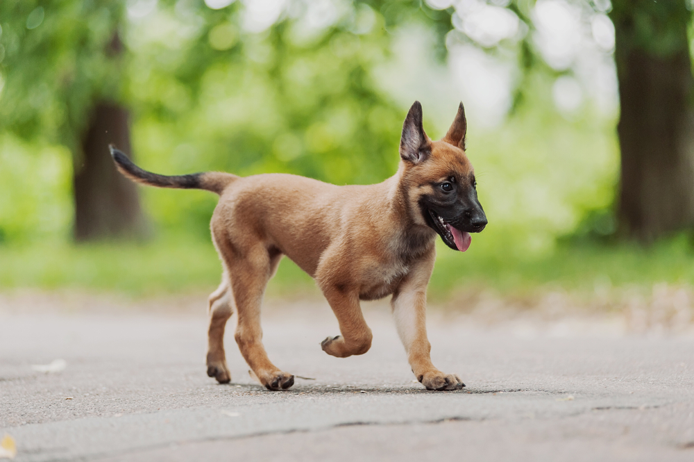 Belgischer Schäferhund Welpen