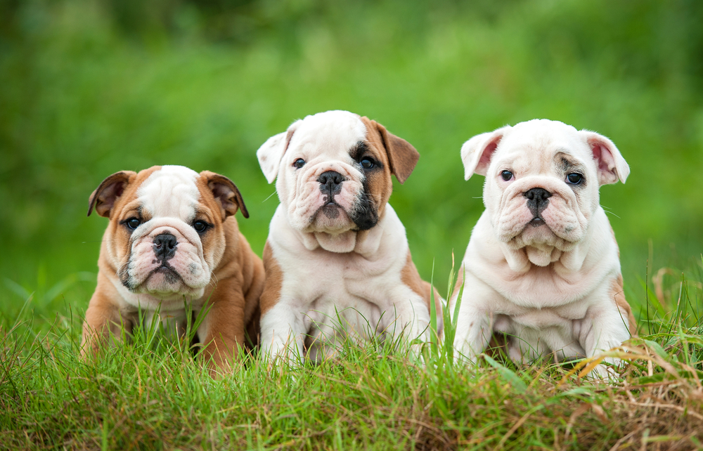 Englische Bulldogge Welpen