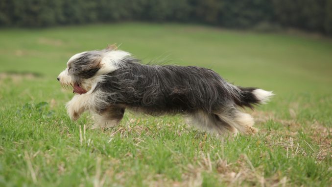 Bearded Collie Bearded Collie