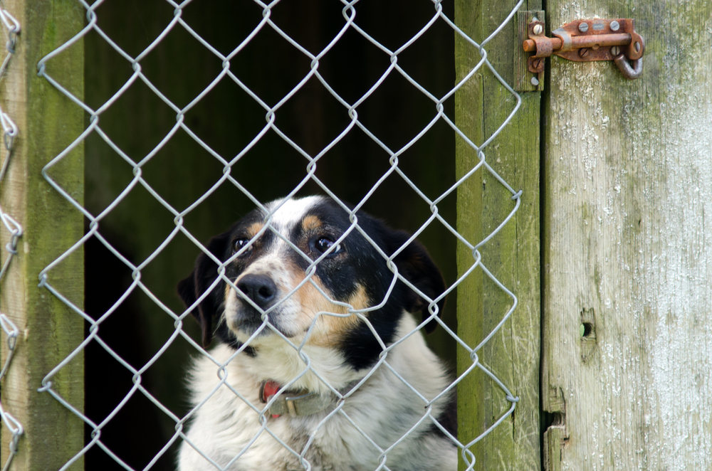 Tierheim Collie