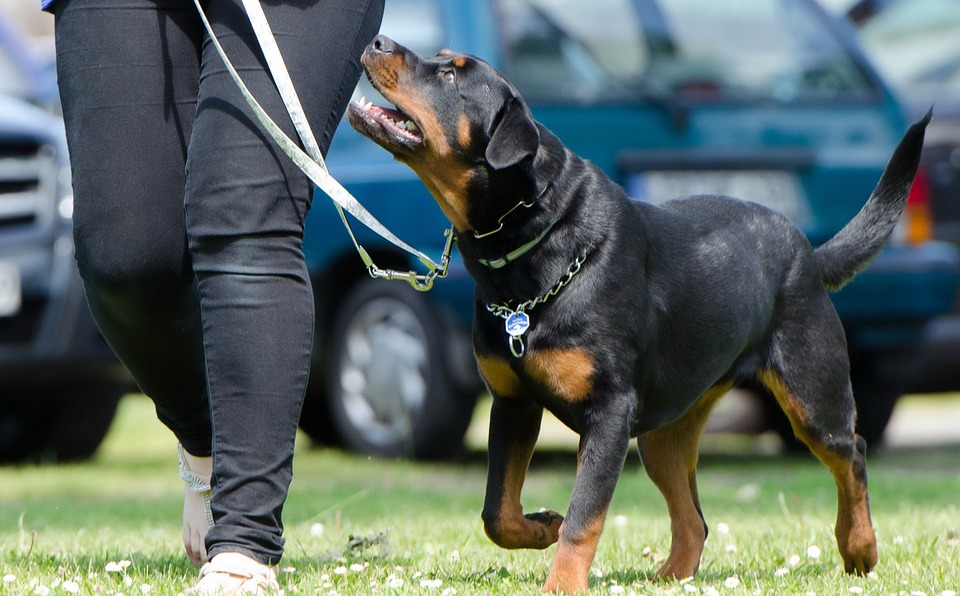 Clickertraining für Hunde: so funktioniert's!