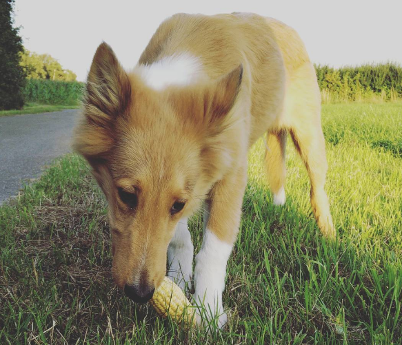 Wie wichtig ist die richtige Hundeernährung?