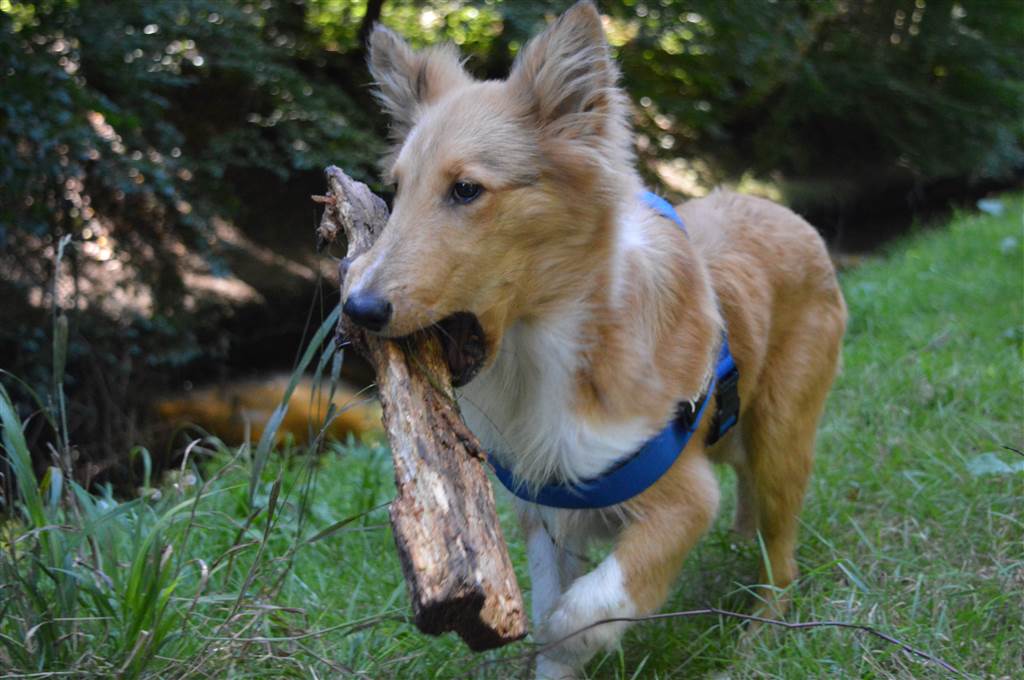 Hundegeschirr oder Hundehalsband? Vor- und Nachteile