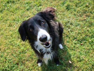 Wie viel Auslauf benötigt ein Border Collie?