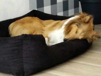 Collie im Hundebett