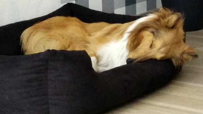 Collie im Hundebett