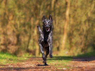 Tipps zur "Hundeabwehr" beim Joggen