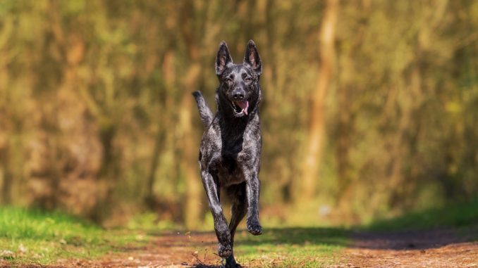 Tipps zur "Hundeabwehr" beim Joggen