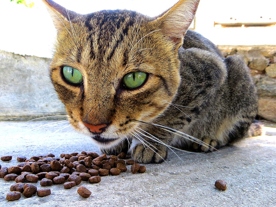 Hundefutter für Katzen? Besser nicht!