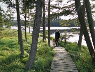 Wandern mit dem Hund im Sauerland