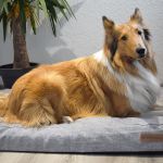 Für unseren Collie nur das Beste: Orthopädische Hundematte