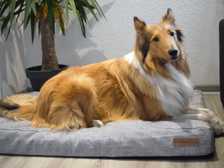 Für unseren Collie nur das Beste: Orthopädische Hundematte