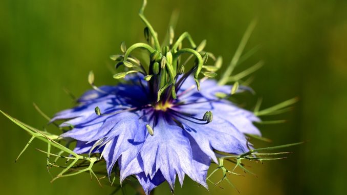 Schwarzkümmelöl für Collies – Positiv für die Gesundheit? Schwarzkümmelöl für Collies – Positiv für die Gesundheit?