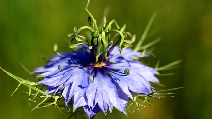 Schwarzkümmelöl für Collies – Positiv für die Gesundheit?