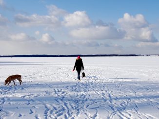 Fleesensee im Winter