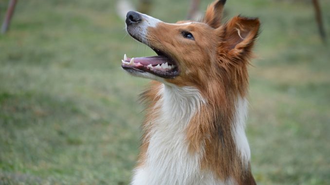 Welche Schäden werden durch die Hundehaftpflichtversicherung abgedeckt?