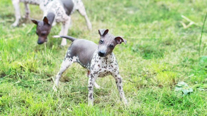 American Hairless Terrier