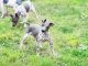 American Hairless Terrier