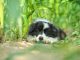 Border Collie Welpe im Gras