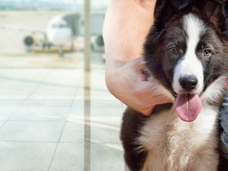 Hund am Flughafen