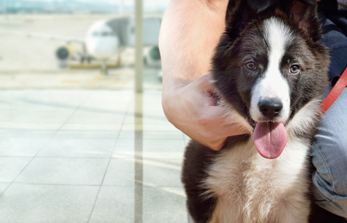 Hund am Flughafen