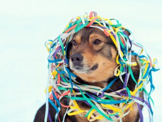 Hund zu Silvester