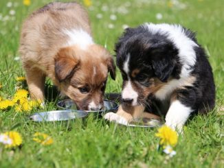 Hypoallergenes Hundefutter: Eine Wohltat für sensible Hunde