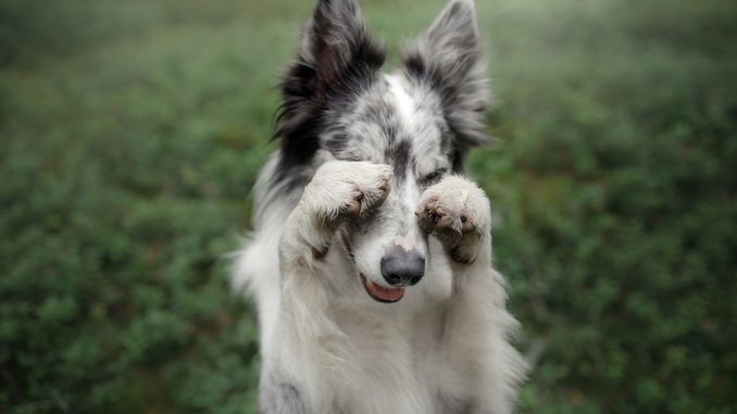 Border Collie schämt sich