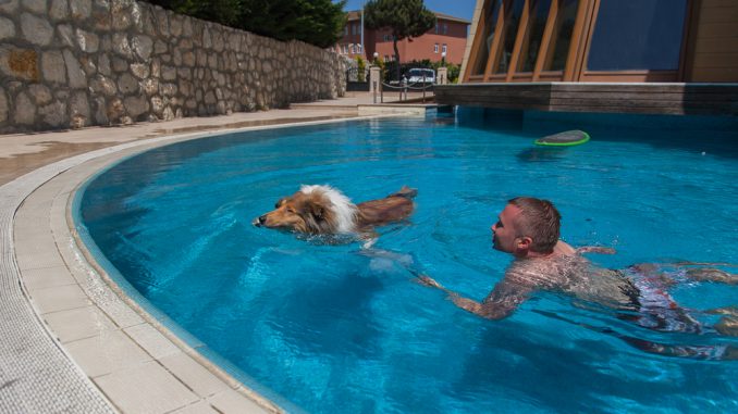 Collie schwimmt im Pool