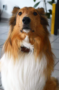 Collie mit Hundehalsband