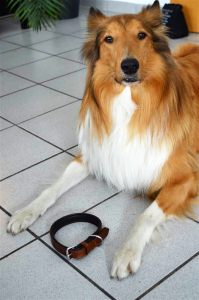 Collie mit Lederhalsband