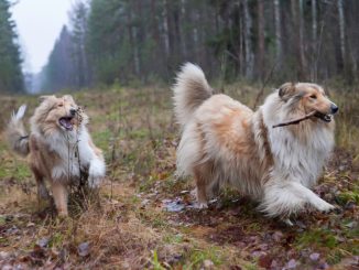 Zwei Collies spielen im Wald.