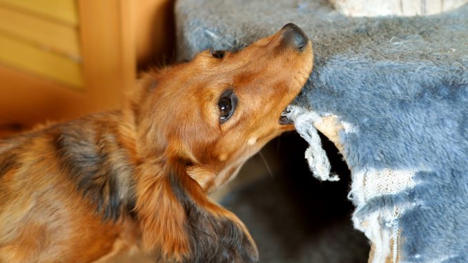 Hund zerstört Möbel