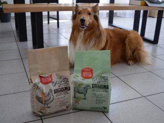 Collie liegt vor zwei Tüten Hundefutter