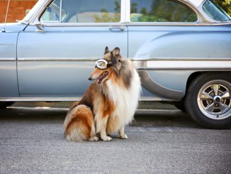 Ein Collie Senior sitzt vor einem alten Auto