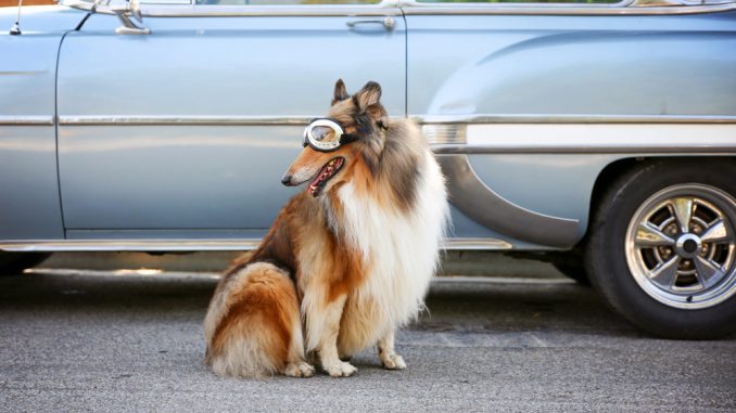 Ein Collie Senior sitzt vor einem alten Auto