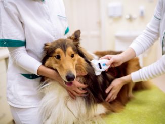 Ein Collie ist beim Tierarzt zu Besuch