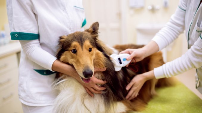 Ein Collie ist beim Tierarzt zu Besuch