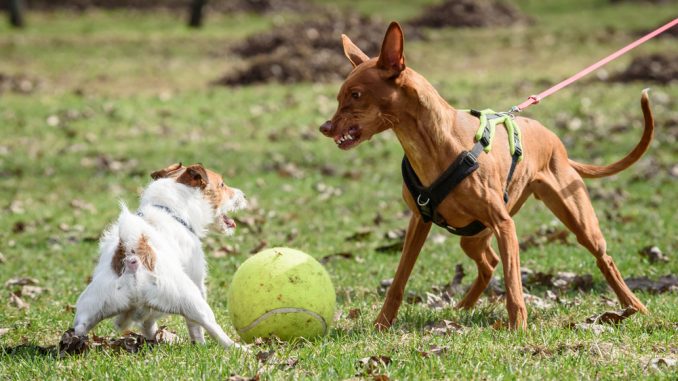 Ein Hund bellt einen anderen Hund an