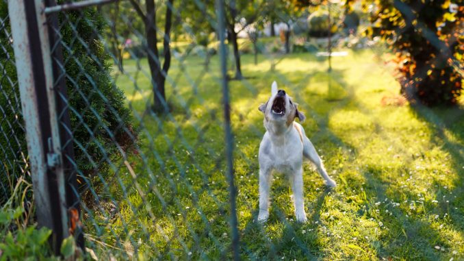 Hund steht im Garten vor dem Zaun