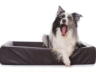 Collie hähnt im Hundebett