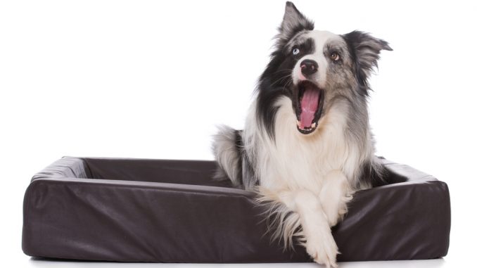 Collie hähnt im Hundebett