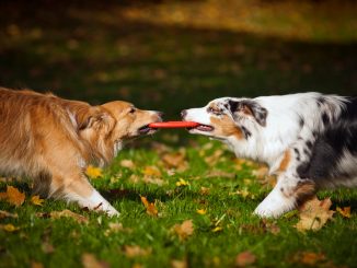 Zwei Hunde ziehen an einer Frisbee