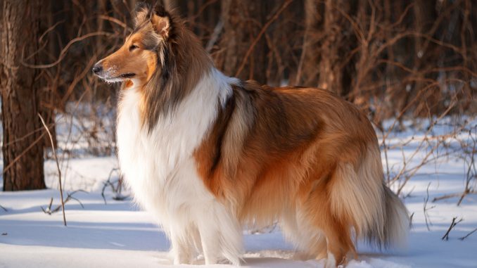 Ein Langhaarcollie steht im Schnee