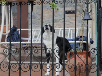 Hund steht vor der Tür und es klingelt