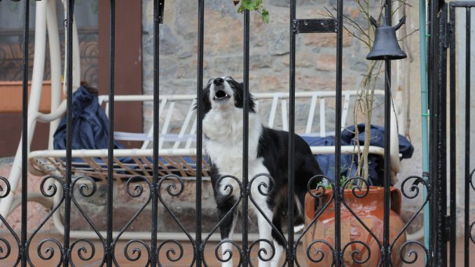 Hund steht vor der Tür und es klingelt