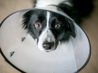 Ein schwarz-weißer Border Collie mit Halskrause